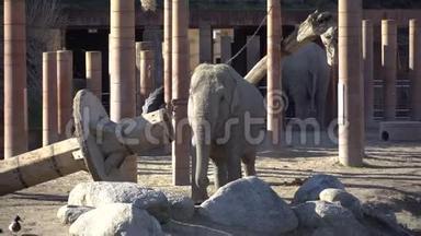 非洲大象宝宝和妈妈。 动物世界。 大象家庭的妈妈和宝宝在阳光明媚的天气里行走